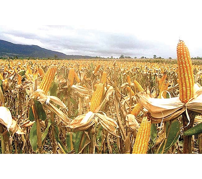 Archives Biotechnology Coalition of the Philippines